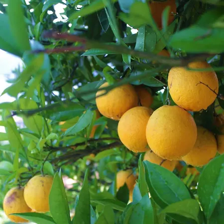 Sole Апартаменты Вербания