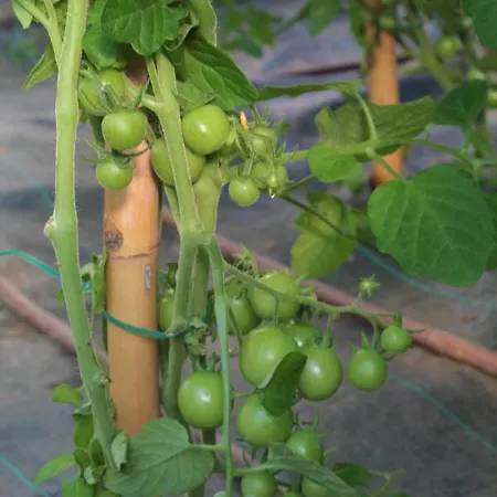 Sole * Вербания